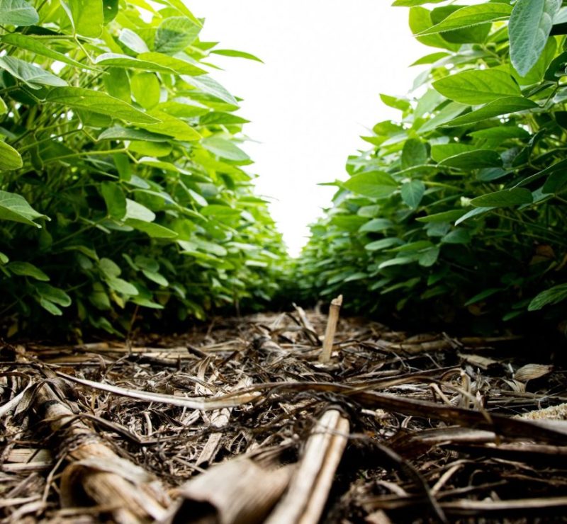 Agricultura regenerativa: é hora de medir resultados, afirma especialista