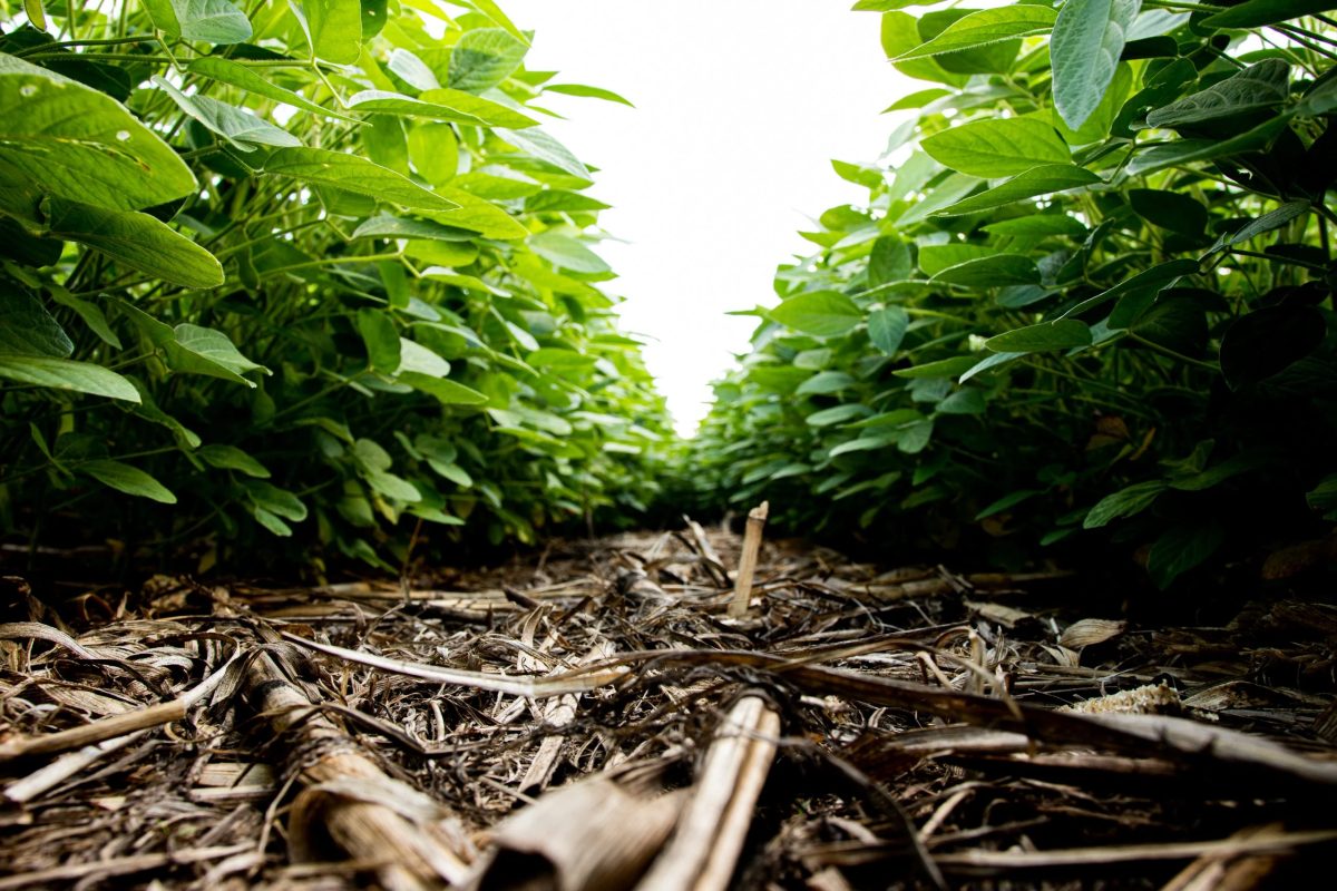 Agricultura regenerativa: é hora de medir resultados, afirma especialista