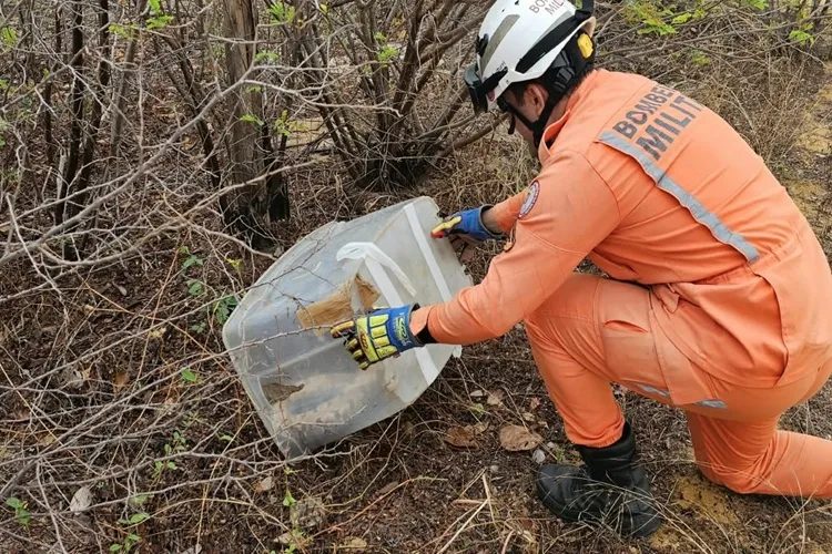 Bombeiros resgatam jiboia em residência de Bom Jesus da Lapa