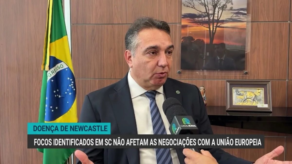 Focos de doença de Newcastle em Santa Catarina não afetam negociações com a UE