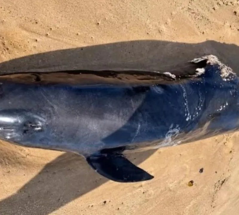 Orca-pigmeia é encontrada morta em praia de Salvador