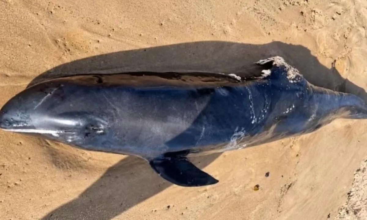 Golfinho é encontrado morto em praia de Salvador