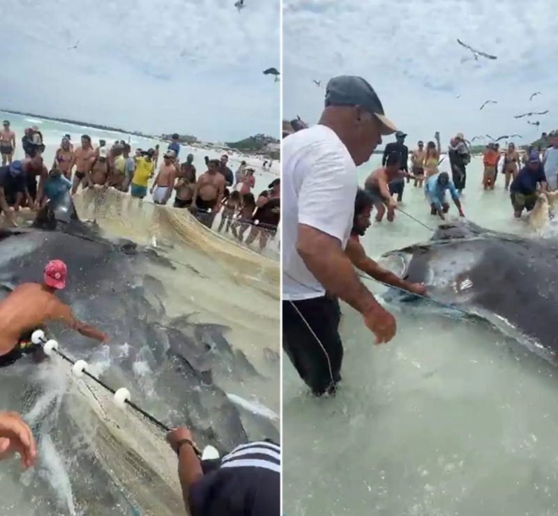 Pescadores resgatam raia gigante em Arraial do Cabo com sucesso